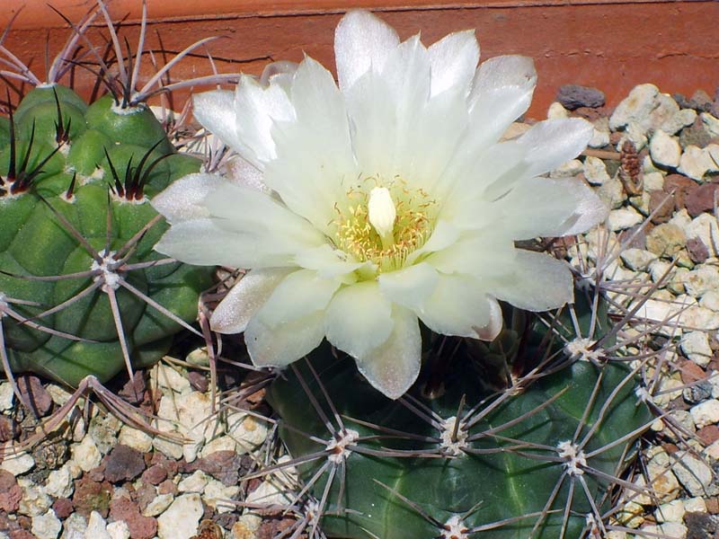 Gymnocalycium curvispinum 