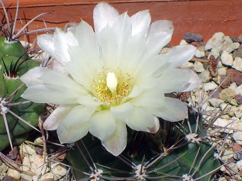 Gymnocalycium curvispinum 