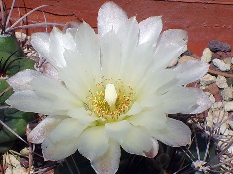 Gymnocalycium curvispinum 