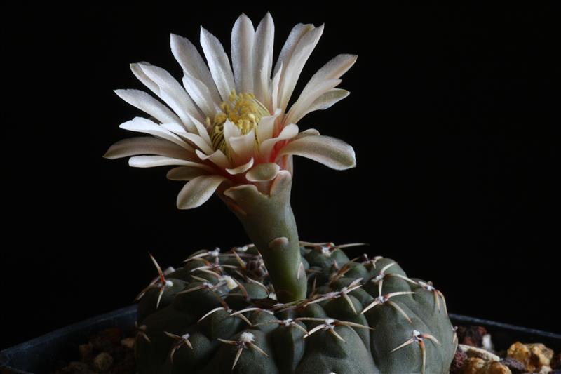 Gymnocalycium riojense v. paucispinum 