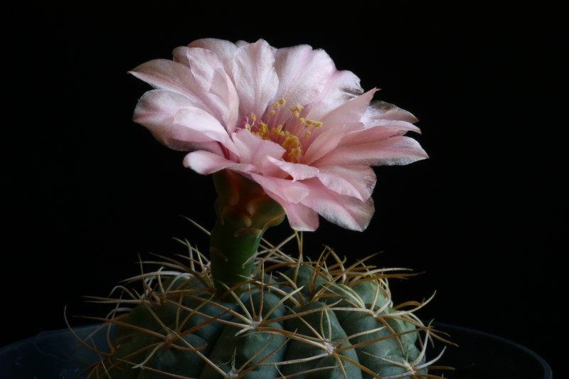 Gymnocalycium ritterianum 