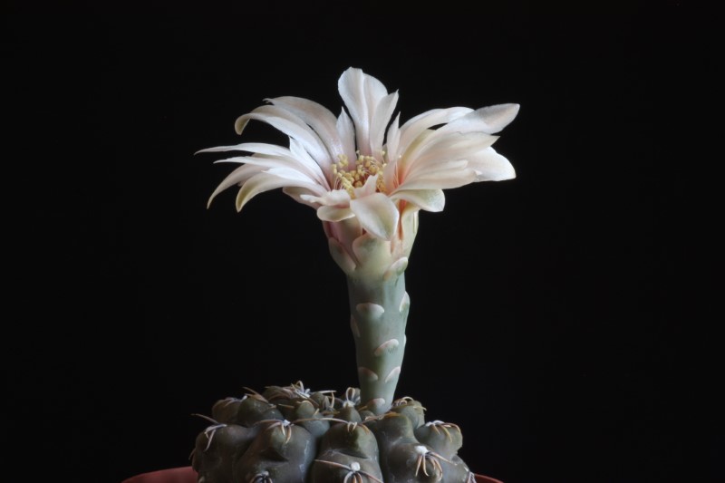 gymnocalycium robustum