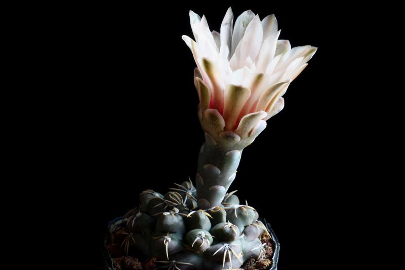 Gymnocalycium robustum 