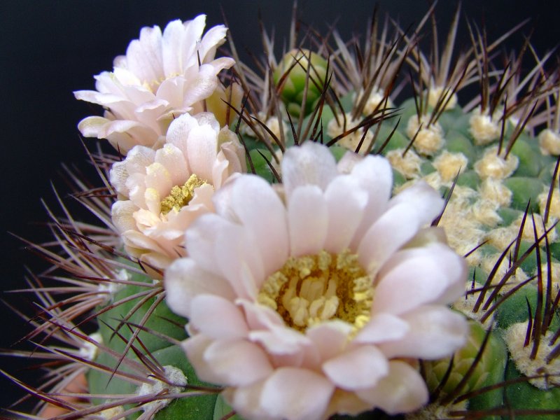 Gymnocalycium saglionis 