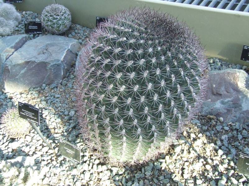 Gymnocalycium saglionis 