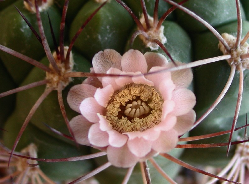 Gymnocalycium saglionis 