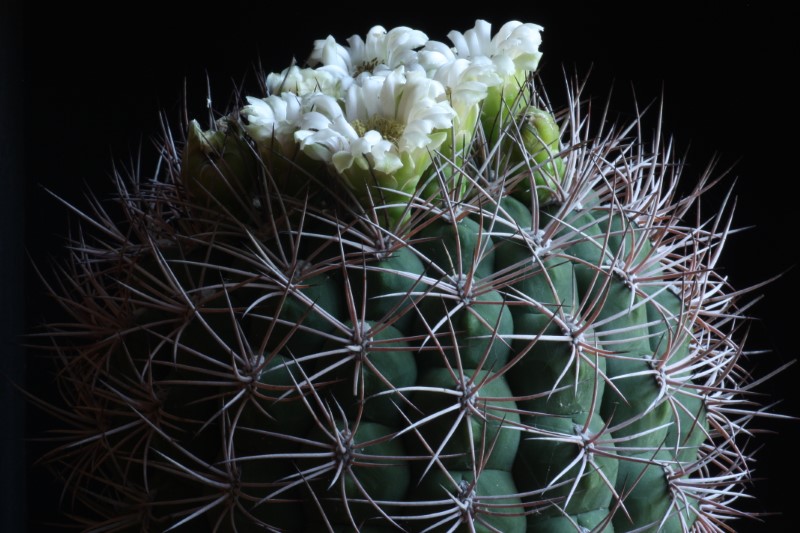 Gymnocalycium saglionis 