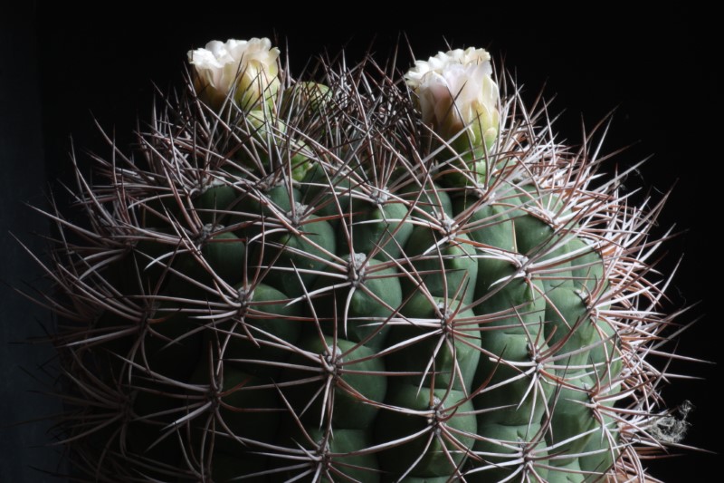 Gymnocalycium saglionis 