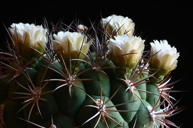 Gymnocalycium saglionis 