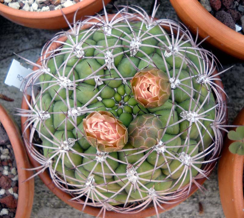 Gymnocalycium saglionis 