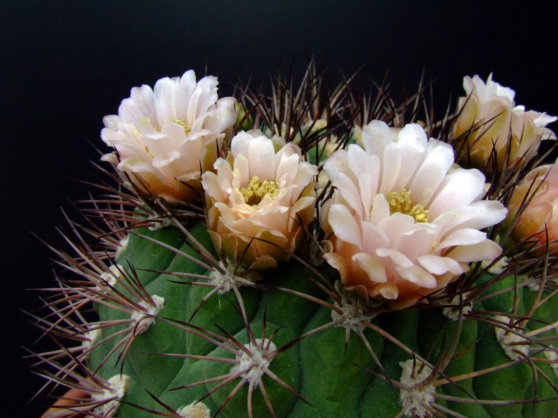 Gymnocalycium saglionis 