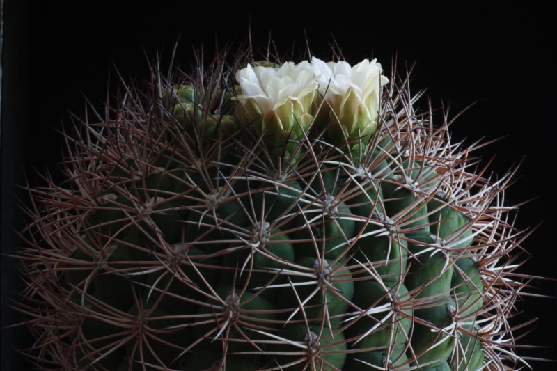 Gymnocalycium saglionis 