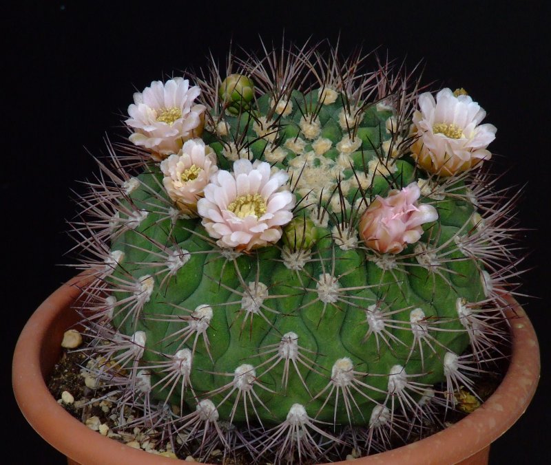 Gymnocalycium saglionis 