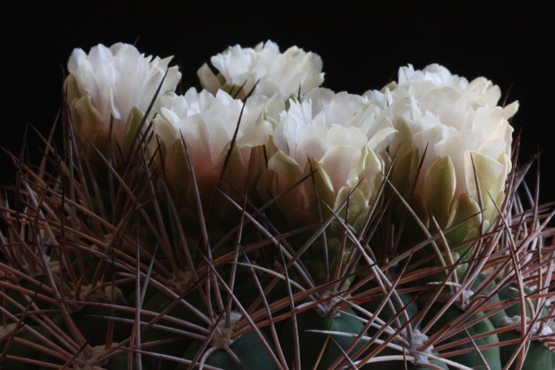 Gymnocalycium saglionis 