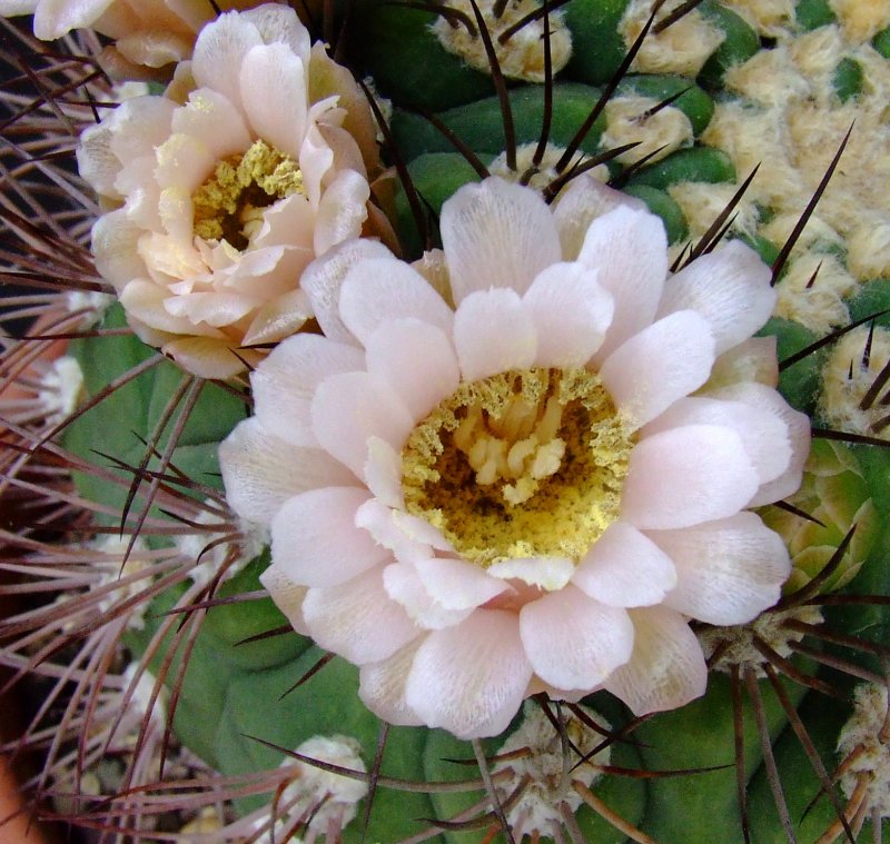 Gymnocalycium saglionis 