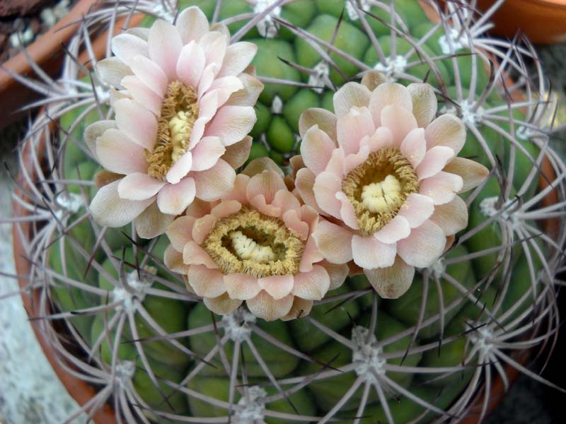 Gymnocalycium saglionis RO 15