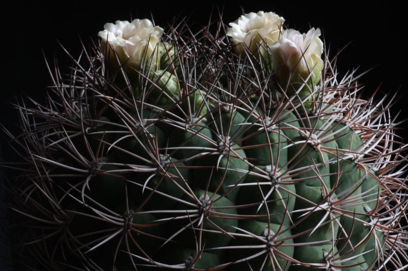 Gymnocalycium saglionis 