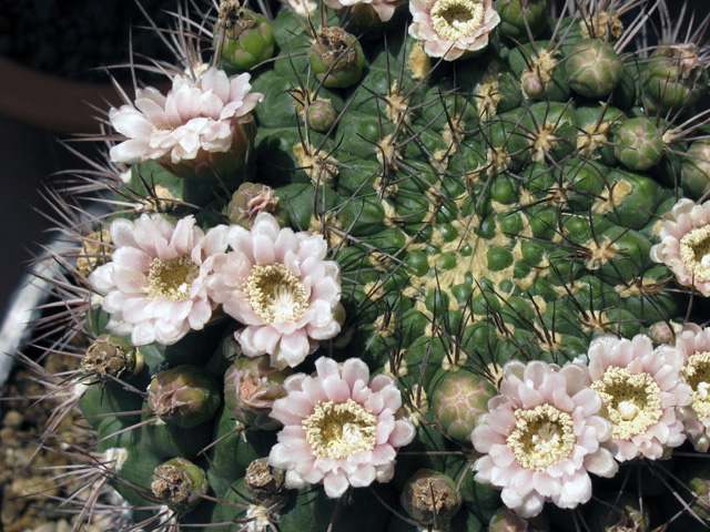 Gymnocalycium saglionis 