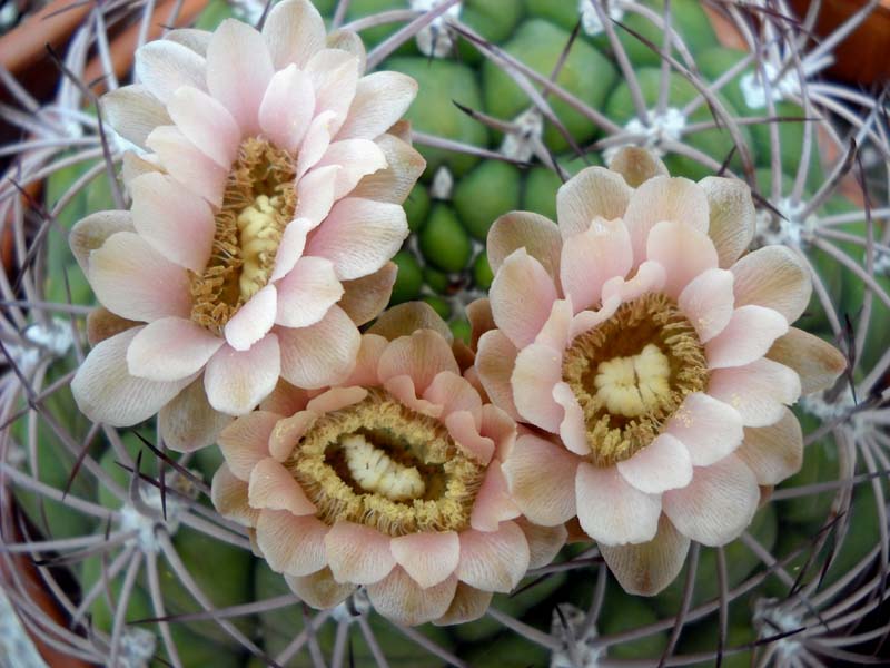 Gymnocalycium saglionis RO 15