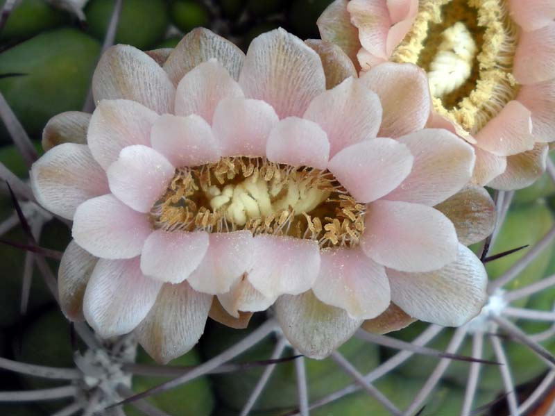 Gymnocalycium saglionis RO 15