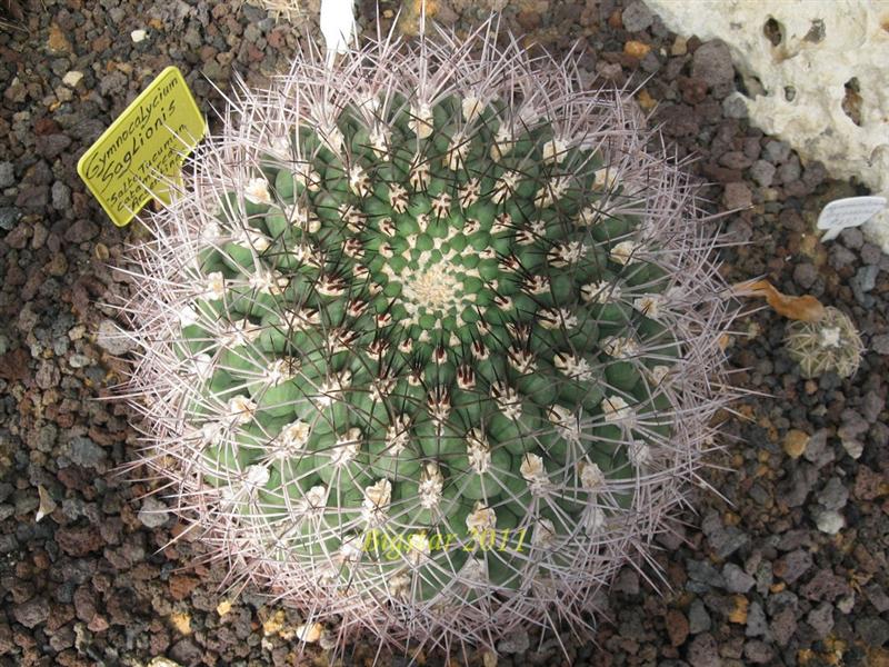 Gymnocalycium saglionis 