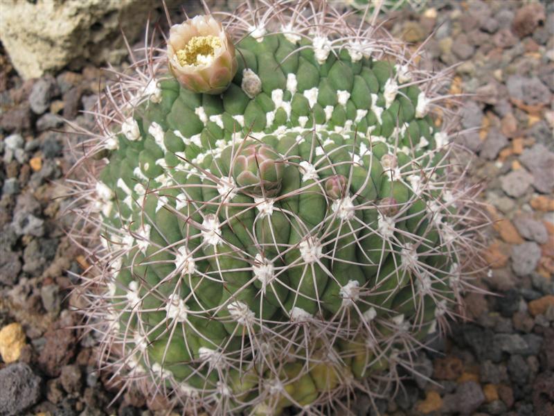 Gymnocalycium saglionis f. cristatum 
