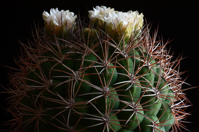 Gymnocalycium saglionis 