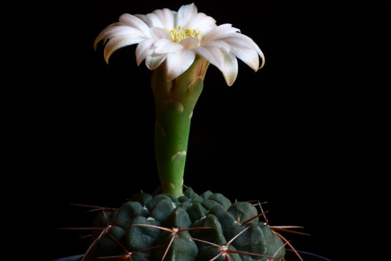 Gymnocalycium sanluisense 