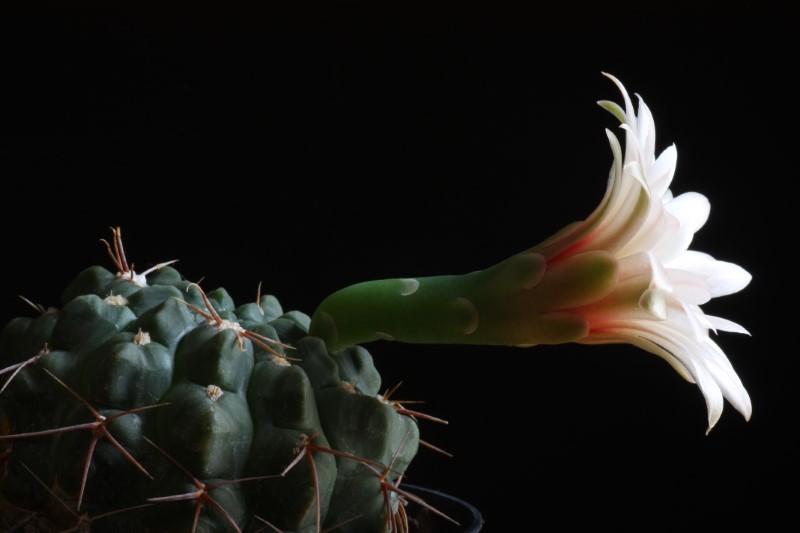 Gymnocalycium sanluisense 