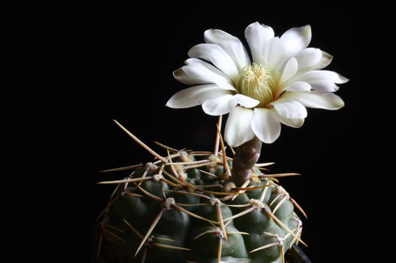 Gymnocalycium schroederianum ssp. paucicostatum 