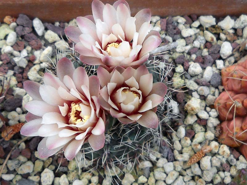 Gymnocalycium erinaceum 