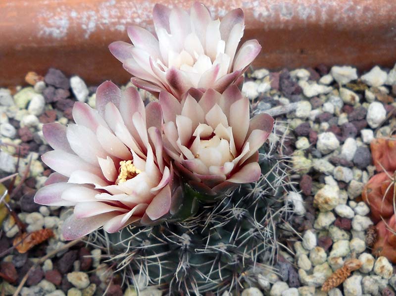 Gymnocalycium erinaceum 