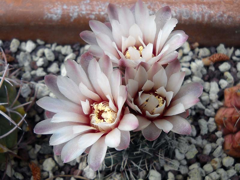 Gymnocalycium erinaceum 