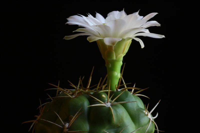 Gymnocalycium monvillei 