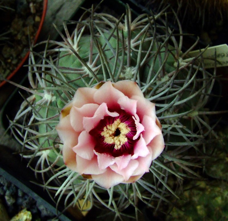 Gymnocalycium spegazzinii 