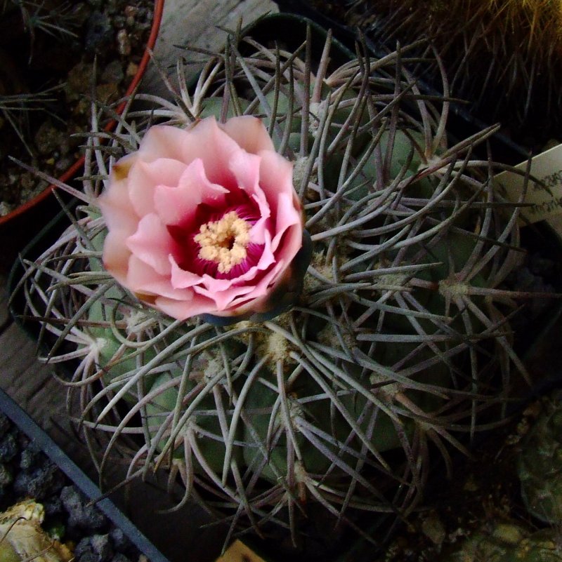 Gymnocalycium spegazzinii 