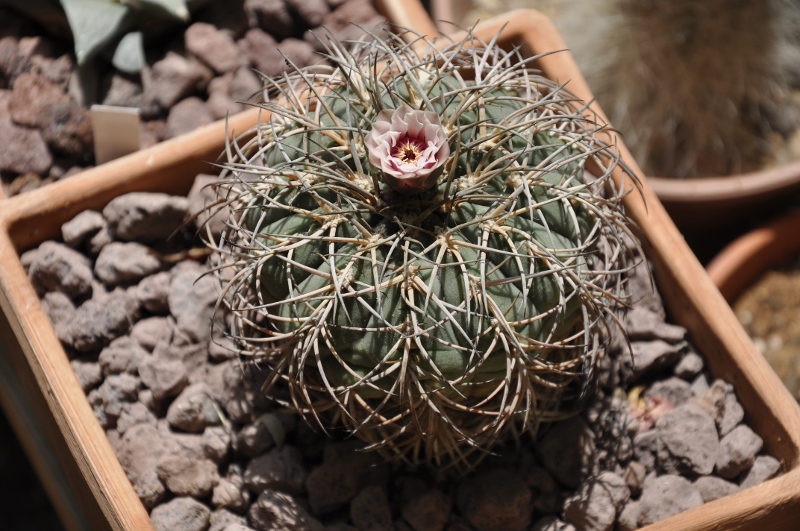 Gymnocalycium spegazzinii 