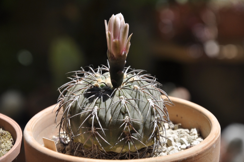 Gymnocalycium spegazzinii 