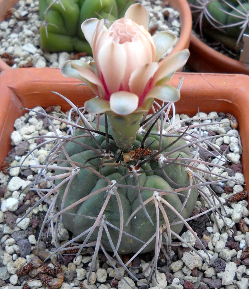 Gymnocalycium spegazzinii 