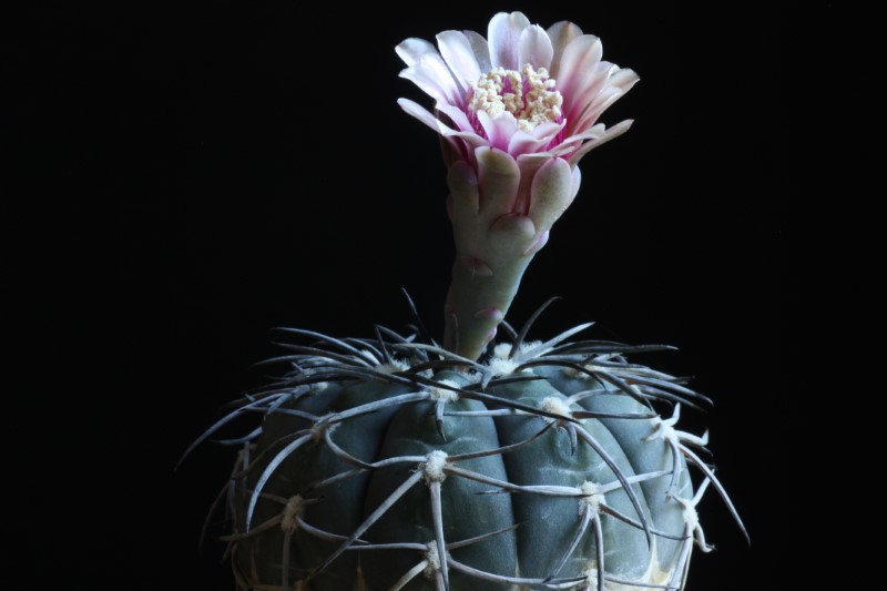 Gymnocalycium spegazzinii 