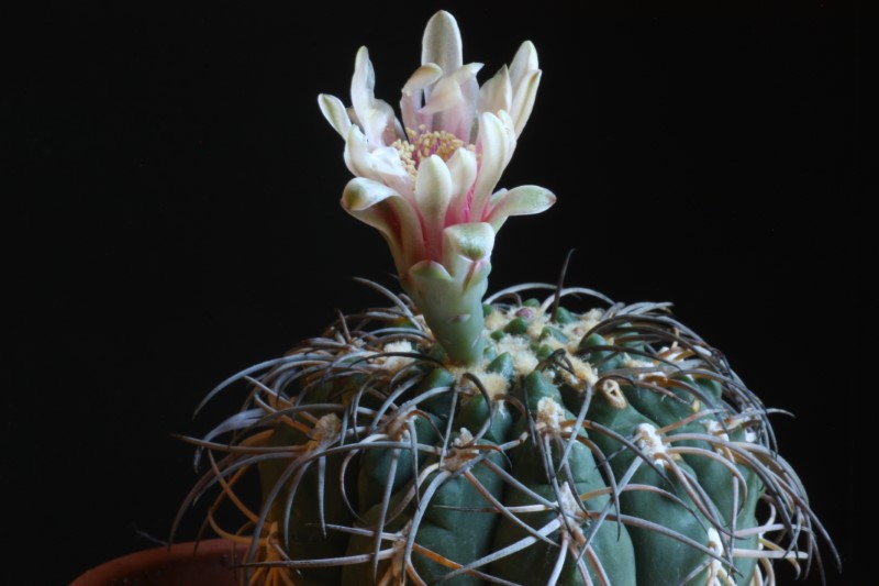 Gymnocalycium spegazzinii 