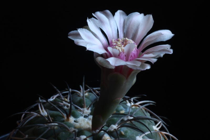 Gymnocalycium spegazzinii 