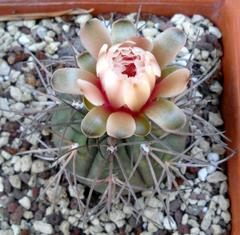 Gymnocalycium spegazzinii 