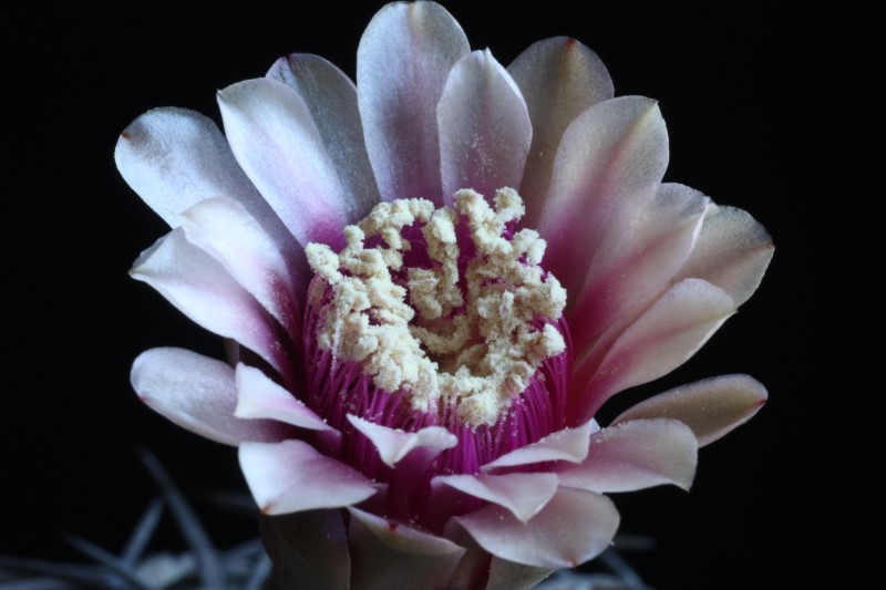 Gymnocalycium spegazzinii 