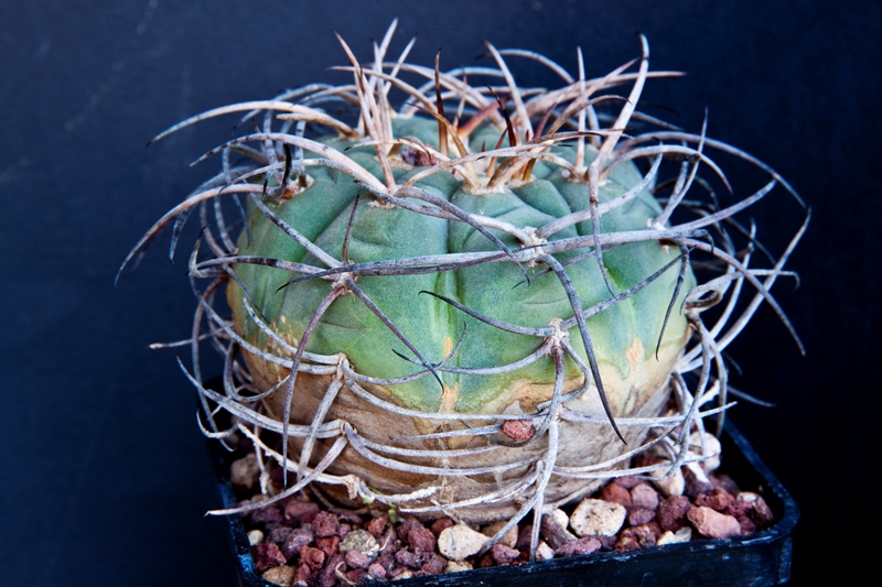 Gymnocalycium spegazzinii v. major 