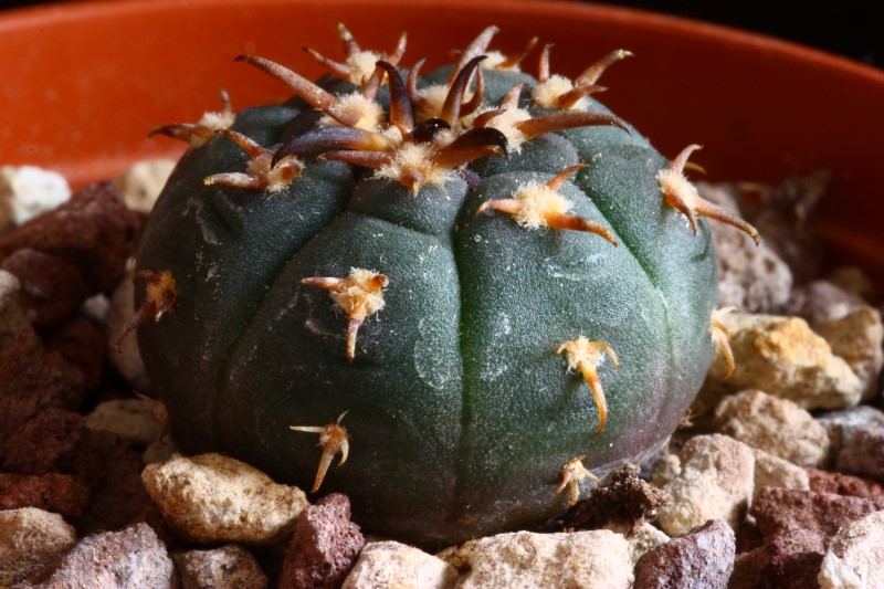 Gymnocalycium spegazzinii v. unguispinum SL 44b