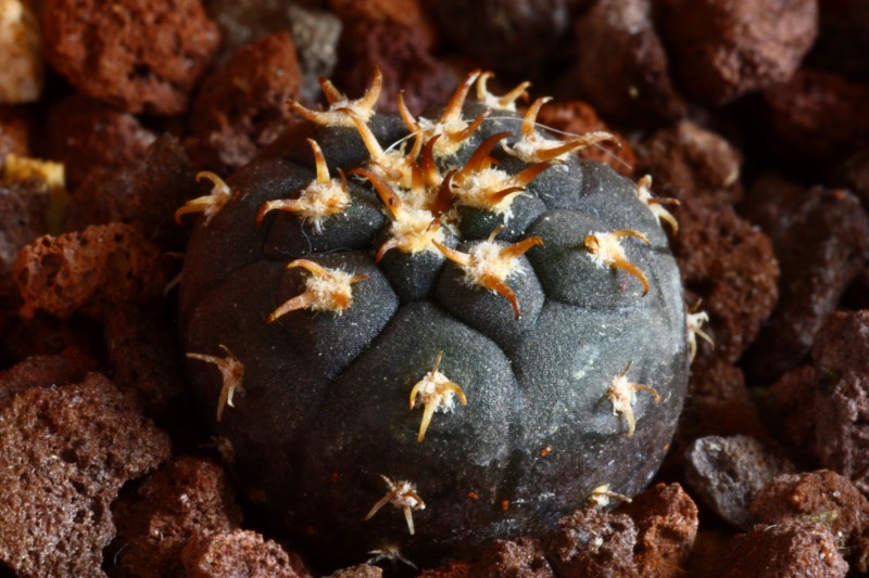 Gymnocalycium spegazzinii v. unguispinum SL 44b