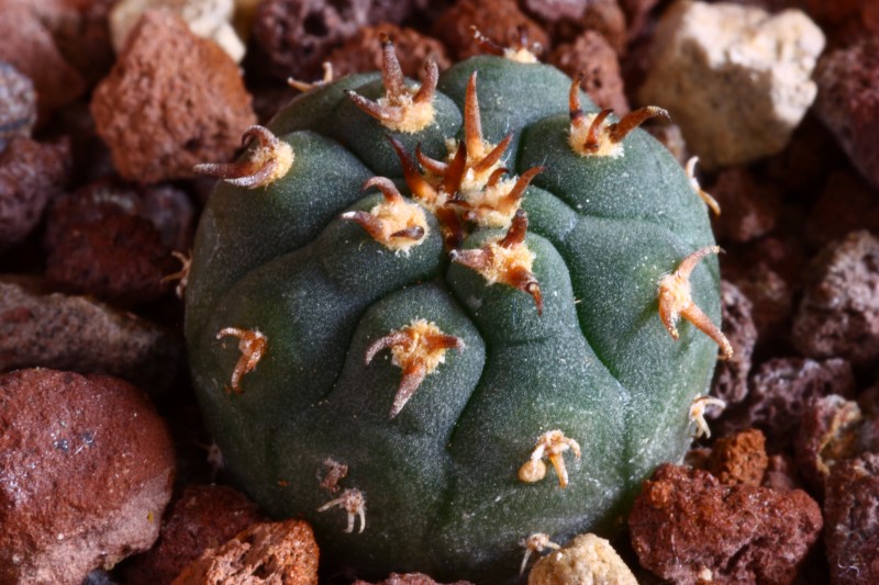 Gymnocalycium spegazzinii v. unguispinum SL 44b