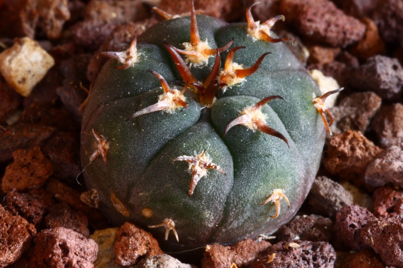 Gymnocalycium spegazzinii v. unguispinum SL 44b