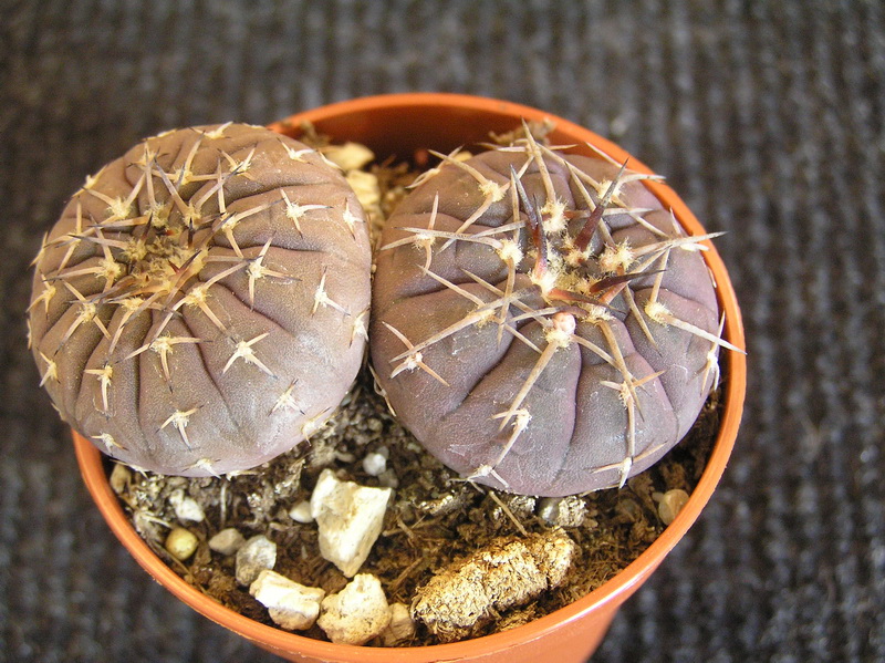 Gymnocalycium stellatum 